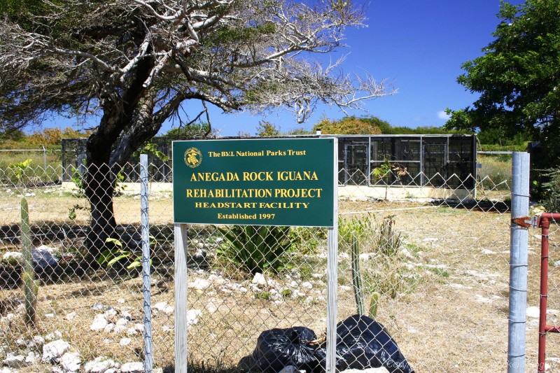 Anegada Rock Iguana Project.
