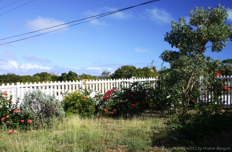 Anegada Botanical Garden, managed by Shirley Vanessa Walters. Walker spent a day weeding, pruning, and trimming the garden. Unfortunately, Walker could not beg, borrow or steal a lawnmower to mow, which is very much needed.