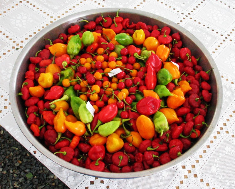 Beautiful entry of peppers at BVI Agricultural Exposition. 