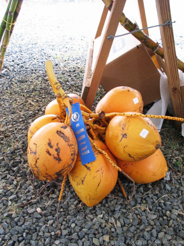 Winning coconut entry at BVI Agricultural Exposition.