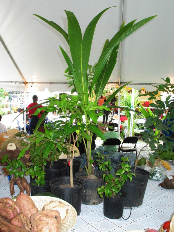 Entries at BVI Agricultural Exposition.