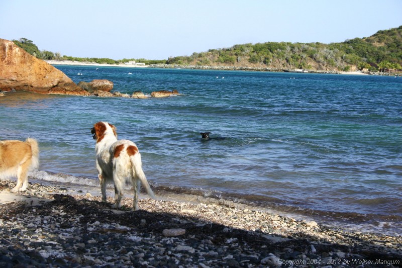 Buster (back end) and Susie on the beach. Bear, as usual, swimming.