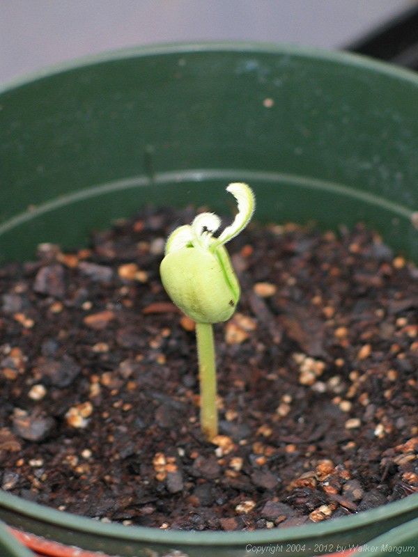 Tamarind seedling, 29 days after planting.