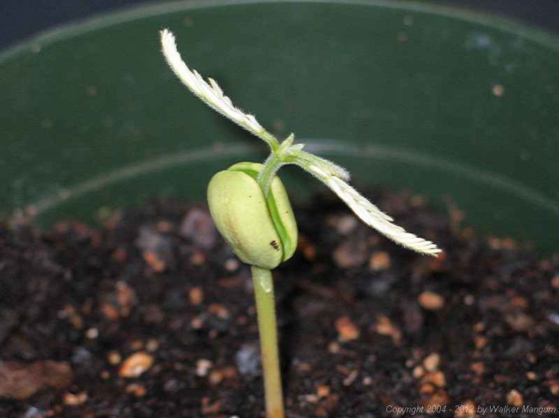 Tamarind seedling, 30 days after planting.