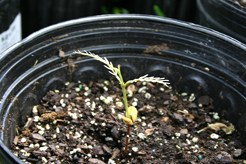 Tamarind seedling, two months after planting.