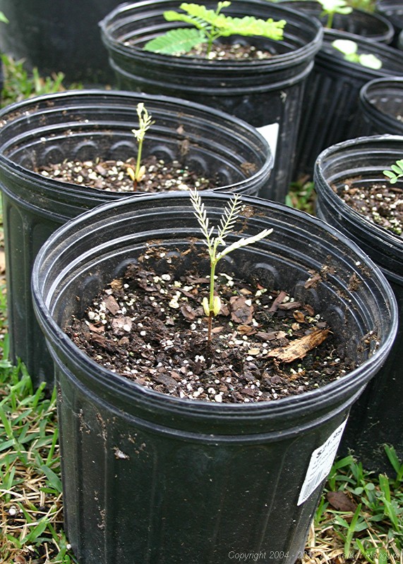 Tamarind seedlings, two months after planting.